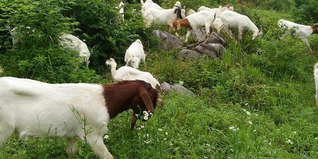养牛行业如何根据市场需求调整策略：精细化管理与团队协作是关键